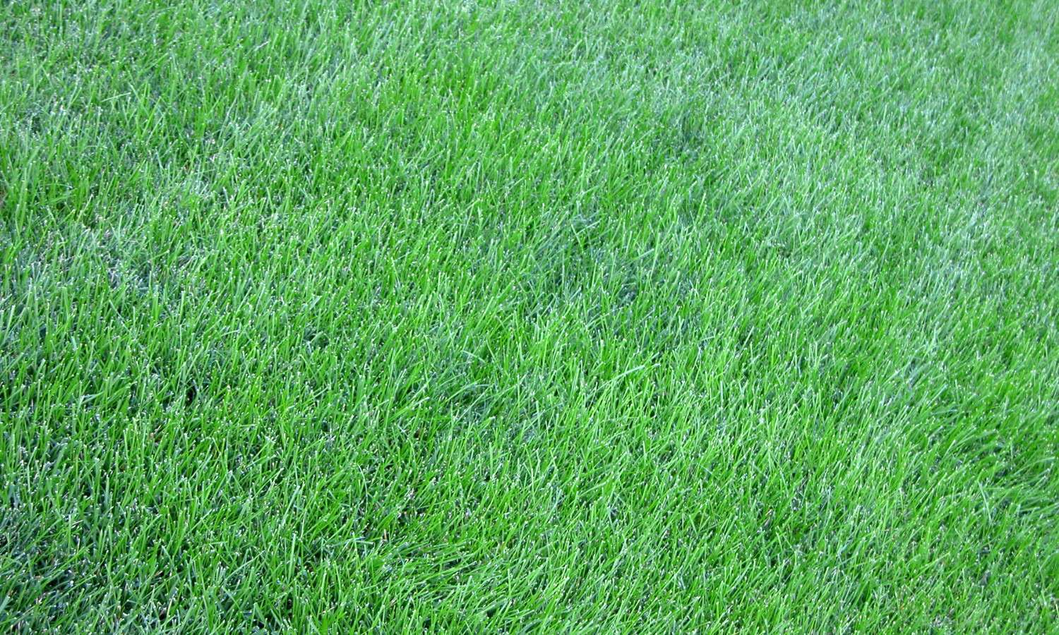 New Turf Lawns Dublin & Surrounding Counties